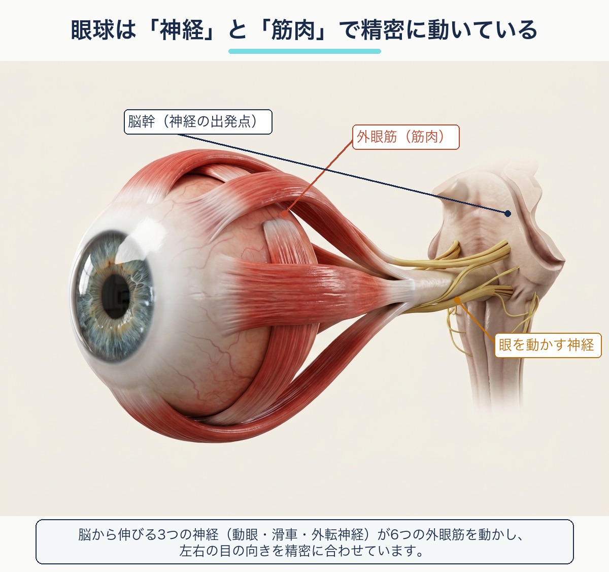 眼球を動かす神経と外眼筋の解剖図